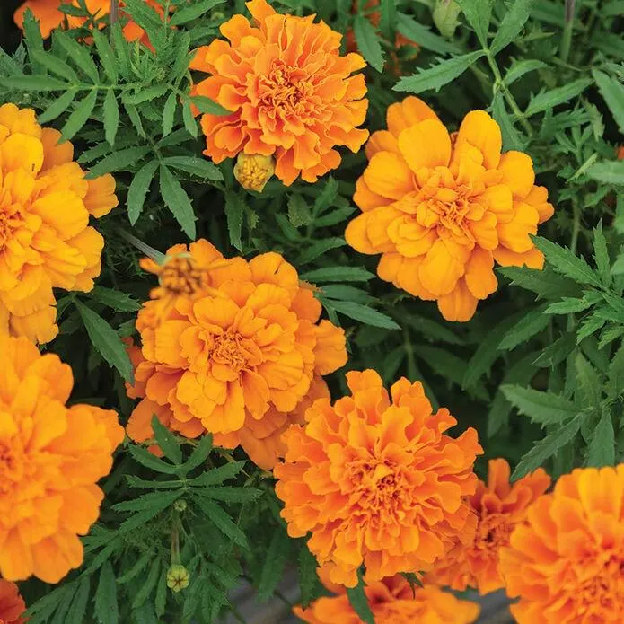 Durango Orange Marigold, 25 seeds.  Dwarf French Marigold.  Attracts pollinators.