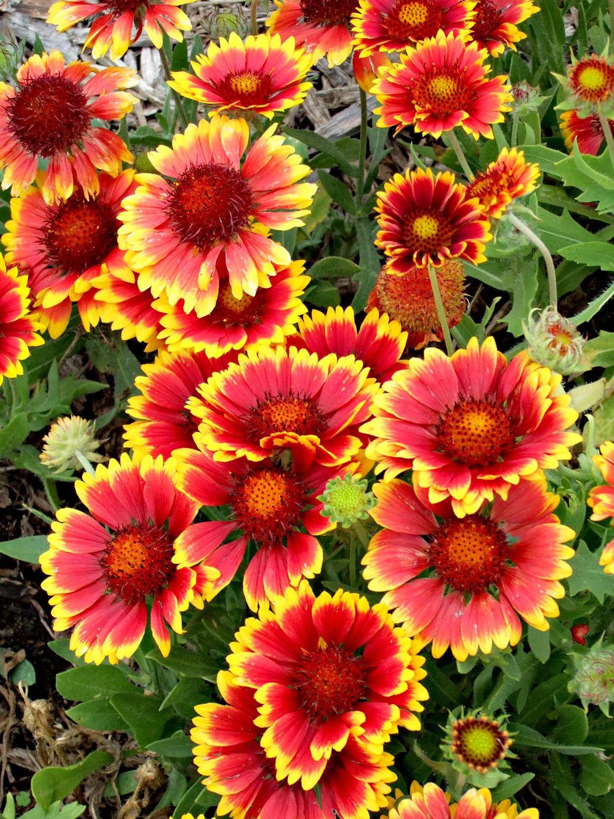 Blanket Flower, Gaillardia aristata, 25 Seeds, Perennial Wildflower, Pollinator Magnet!