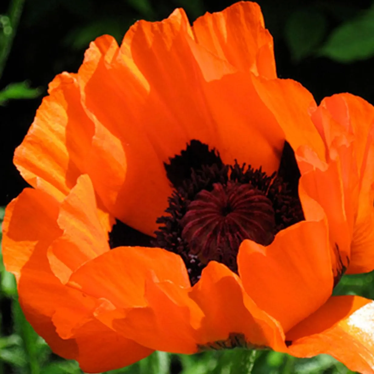 Prince of Orange Poppy, 25 seeds, bright orange perennial, attracts pollinators.