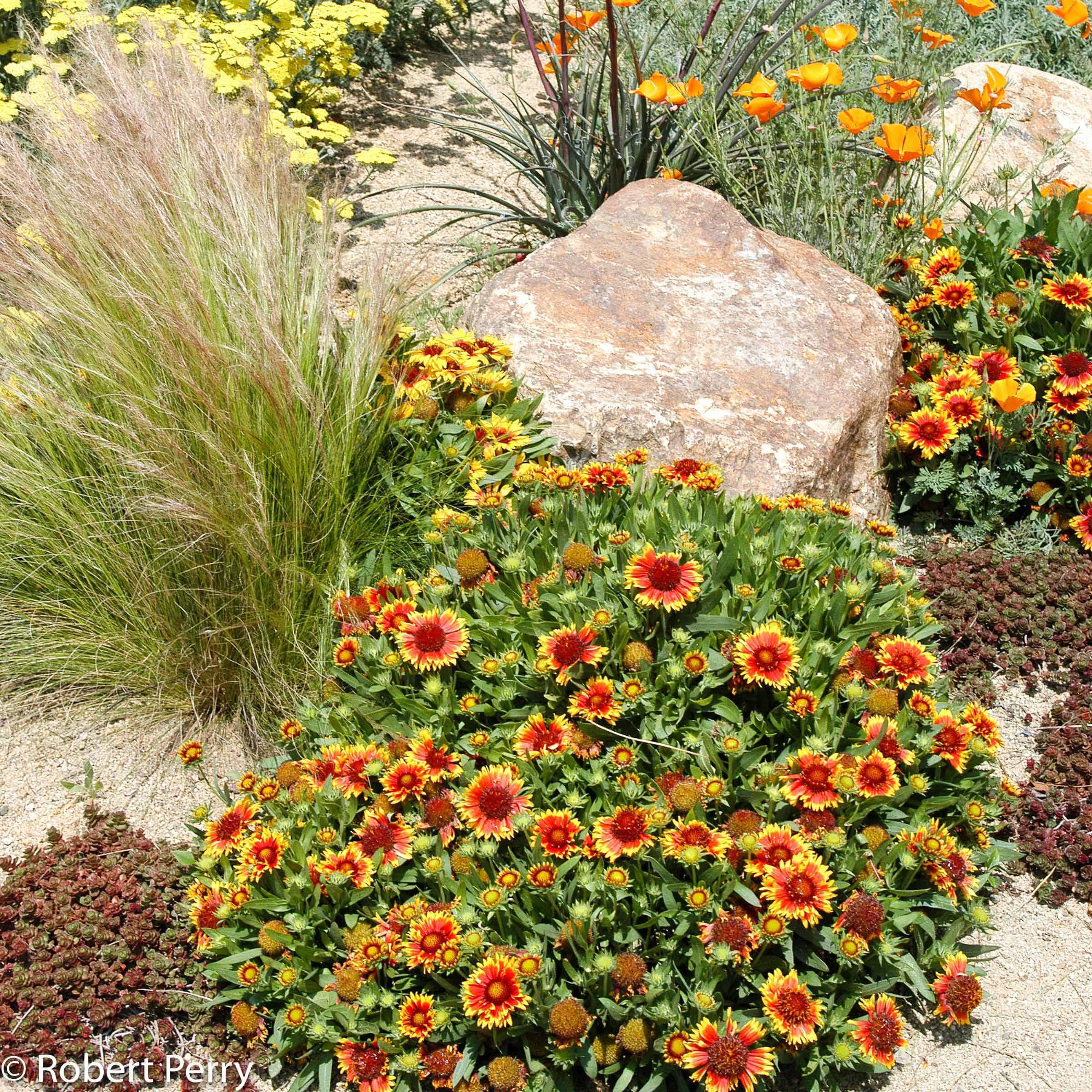 Blanket Flower, Gaillardia aristata, 25 Seeds, Perennial Wildflower, Pollinator Magnet! - image 4