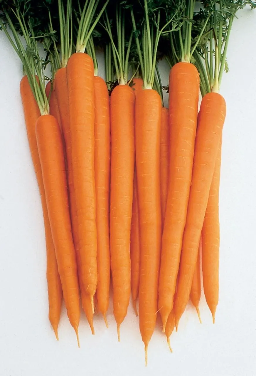 Sugarsnax Carrot, 100 seeds, Daucas carota, sweet orange vegetable.  VC102