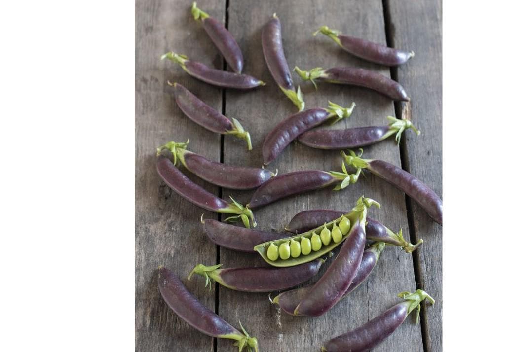 Royal Snap Peas, 25 seeds, purple snap, sweet, crisp, delicious, VP106 - image 4