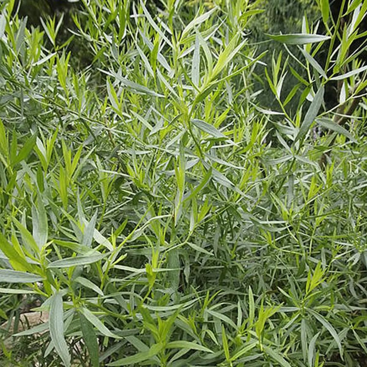 French Tarragon, Artemesia dracunculus, 200 Seeds. Premium Culinary Herb. Perennial. - image 3