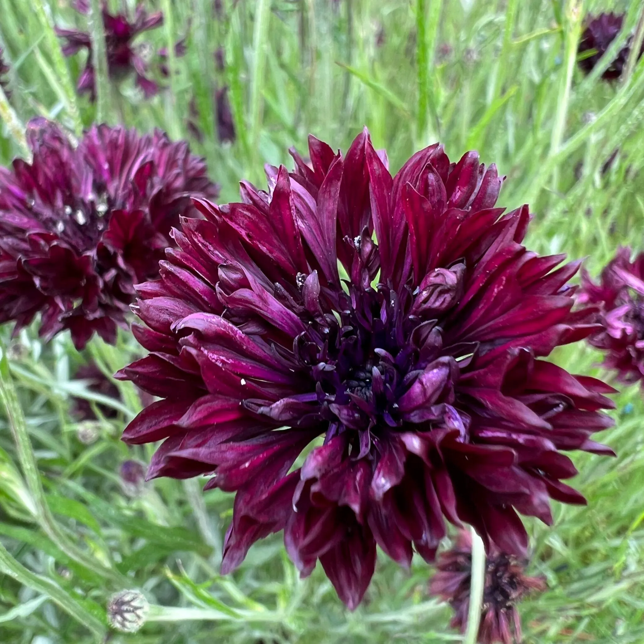 Bachelor Button Boy Black, 25 seeds, Centaurea cyanus. Heirloom Maroon Black Flowers.