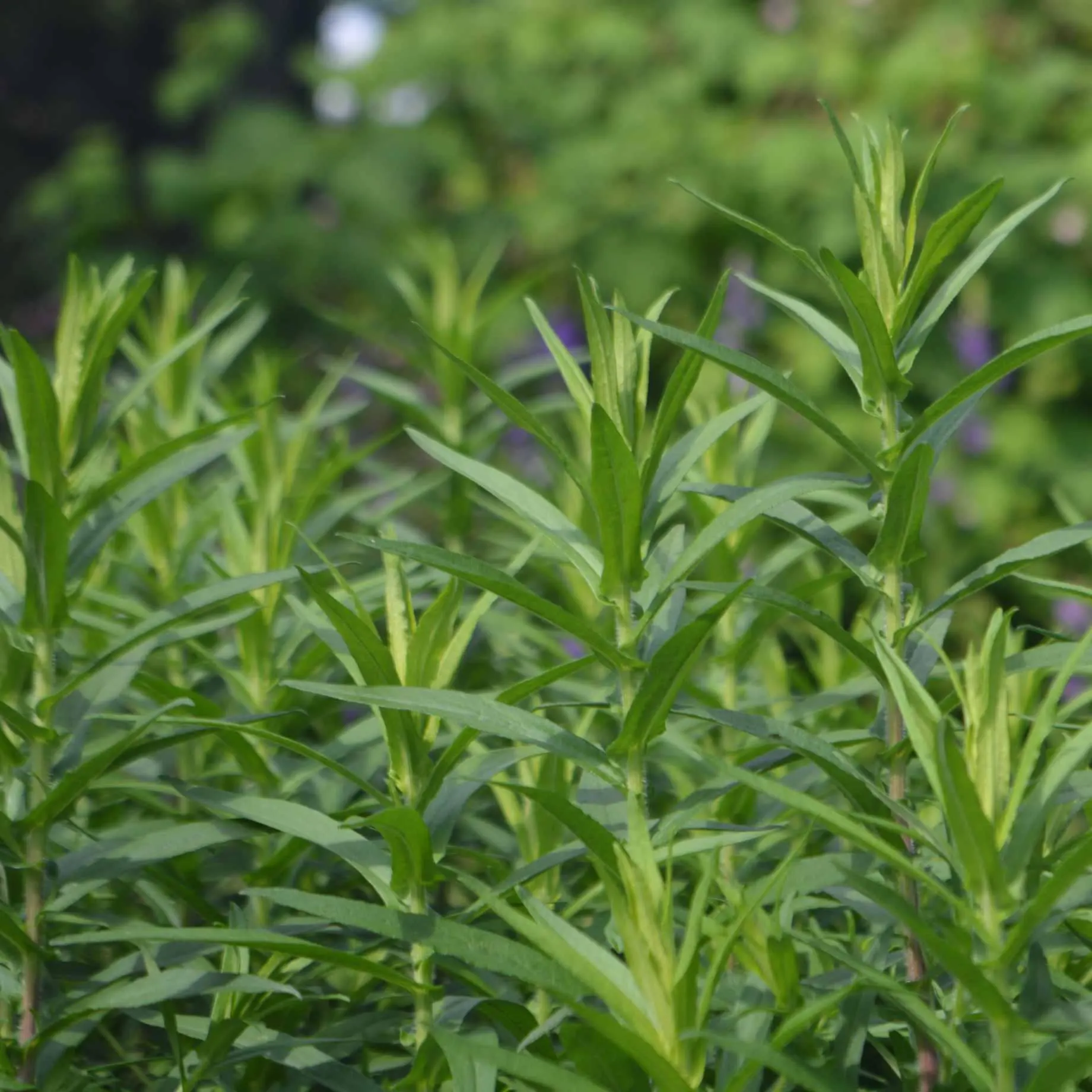 French Tarragon, Artemesia dracunculus, 200 Seeds. Premium Culinary Herb. Perennial.