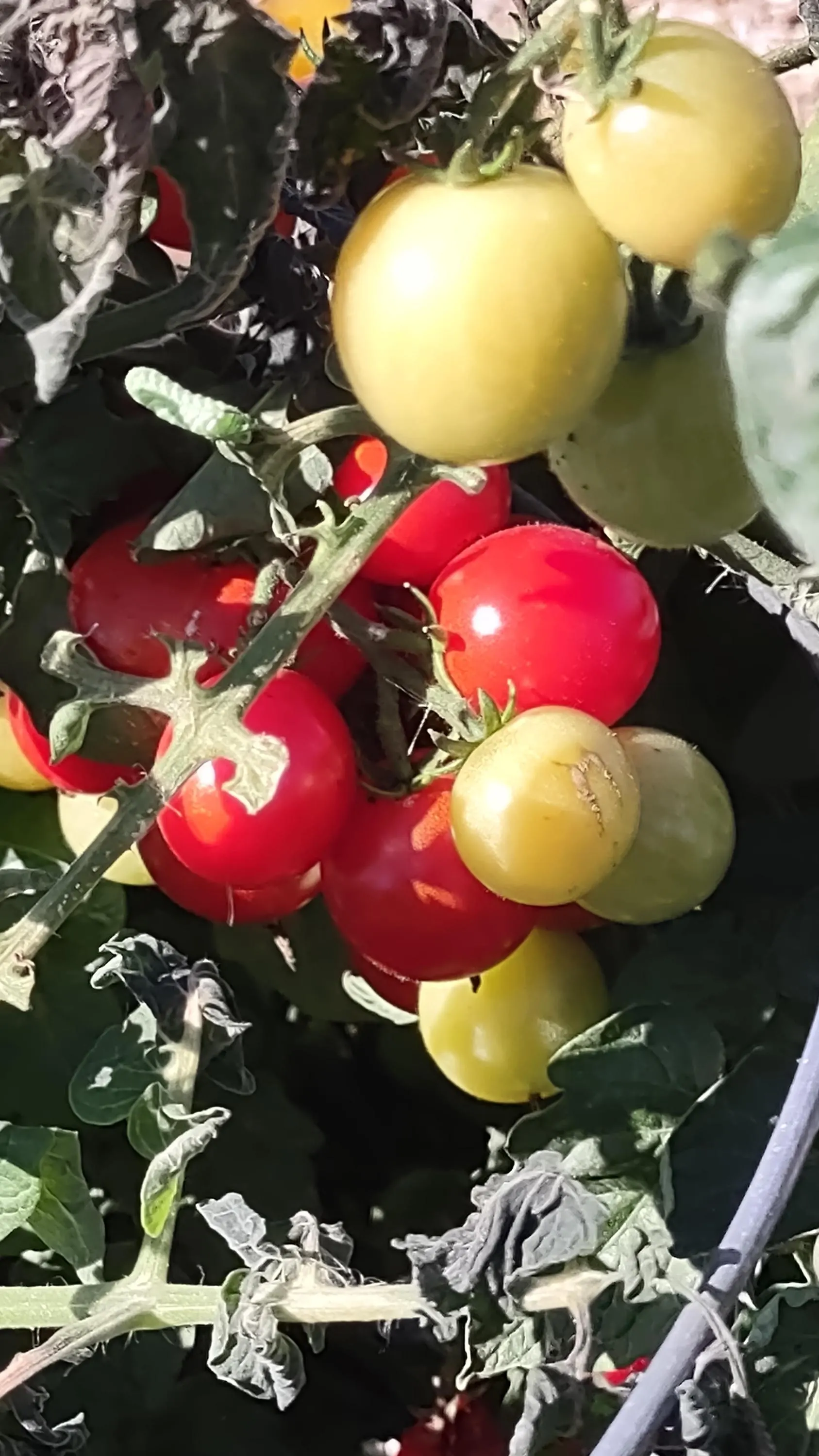 Husky Cherry Red Tomato, 25 Seeds,  High-Yield Dwarf Hybrid, Super Sweet Fruit.