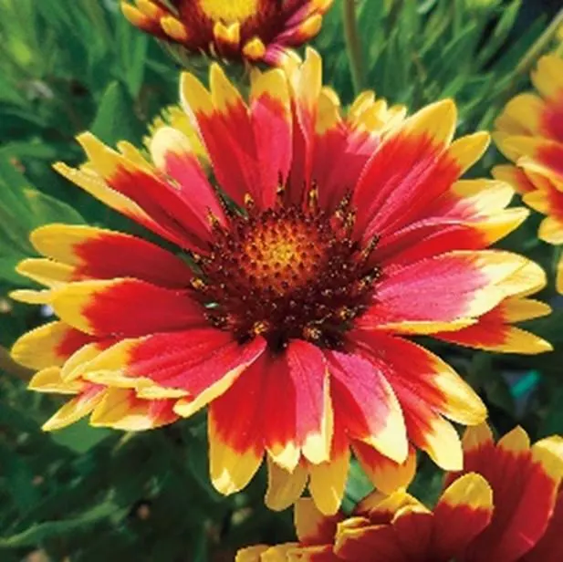 Blanket Flower, Gaillardia aristata, 25 Seeds, Perennial Wildflower, Pollinator Magnet! - image 3