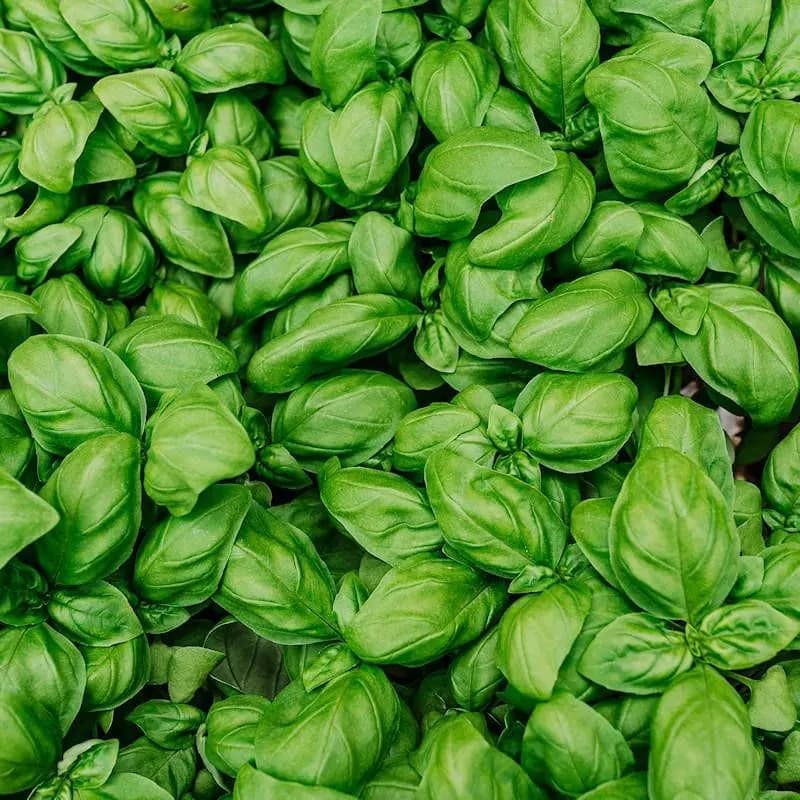 Italian Large Leaf Basil, 100 seeds, heirloom culinary herb, attracts pollinators.