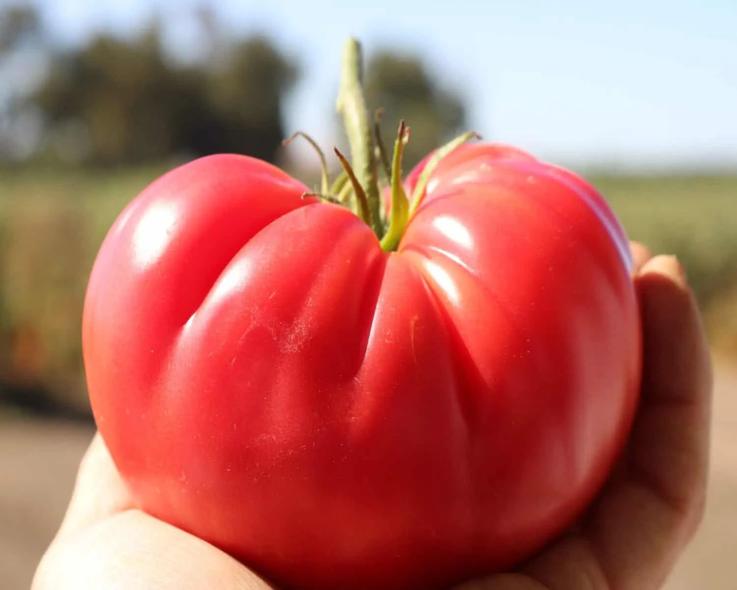 Tomato "Delicious". 25 seeds, World Record for Size, Heirloom, Sweet and Juicy!