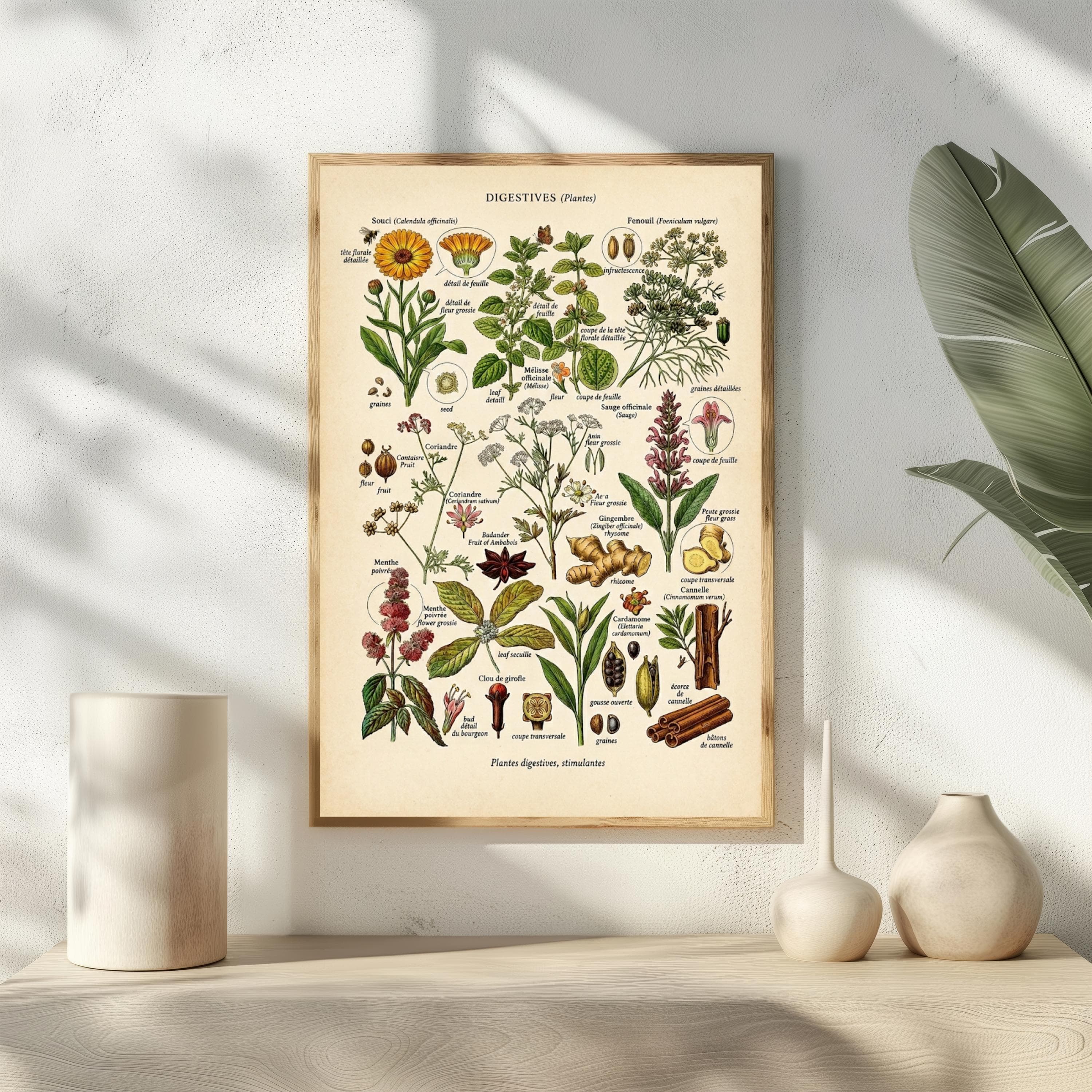 Vintage French Herb Chart Print, Medicinal Plants Botanical Poster, Kitchen Decor