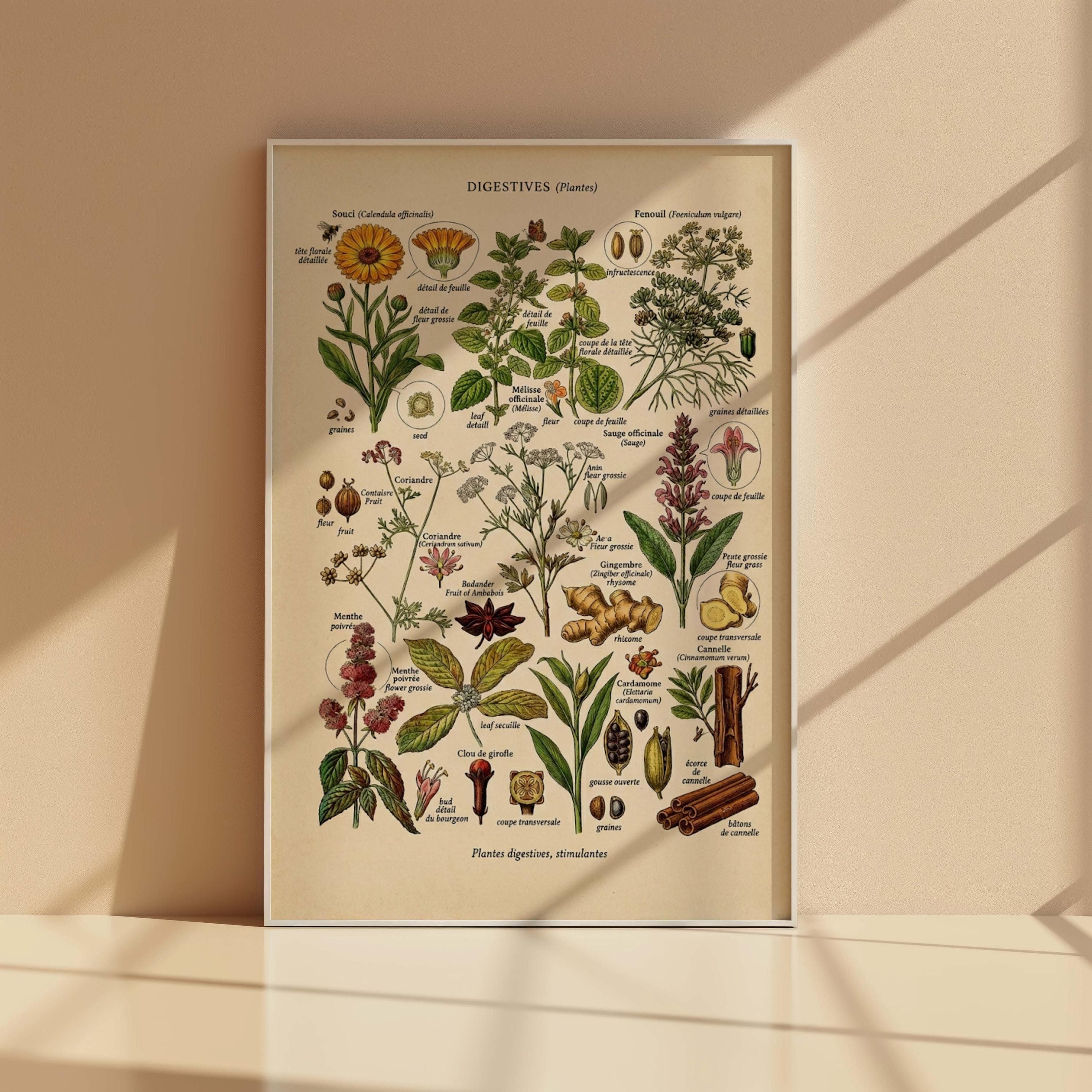 Vintage French Herb Chart Print, Medicinal Plants Botanical Poster, Kitchen Decor - image 3