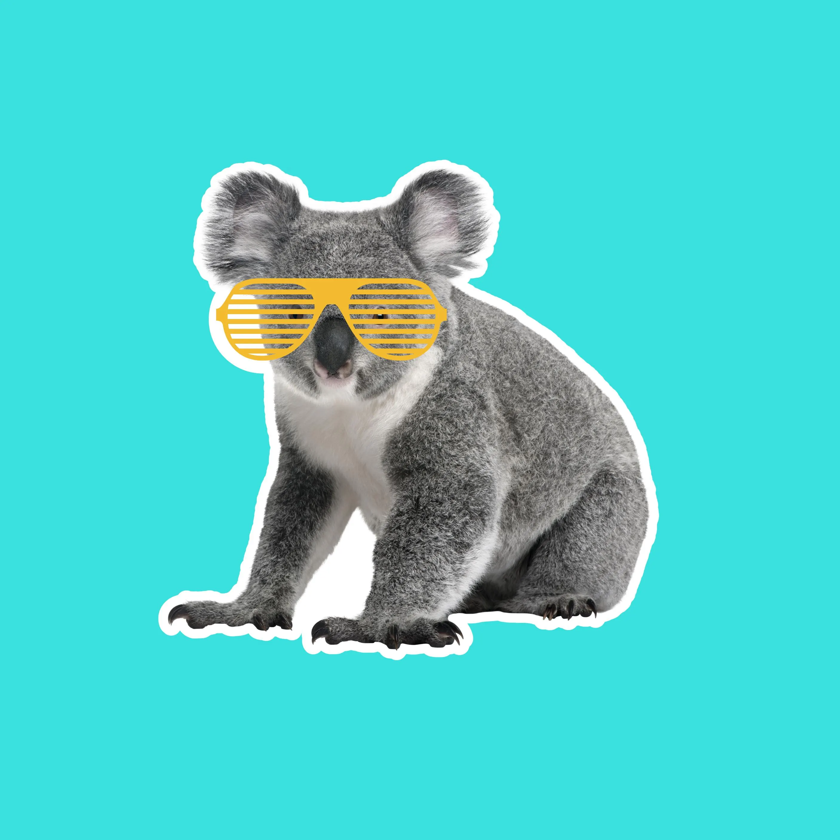 Koala Bear with Yellow Spectacles Waterproof Stickers | Funny Animal Stickers