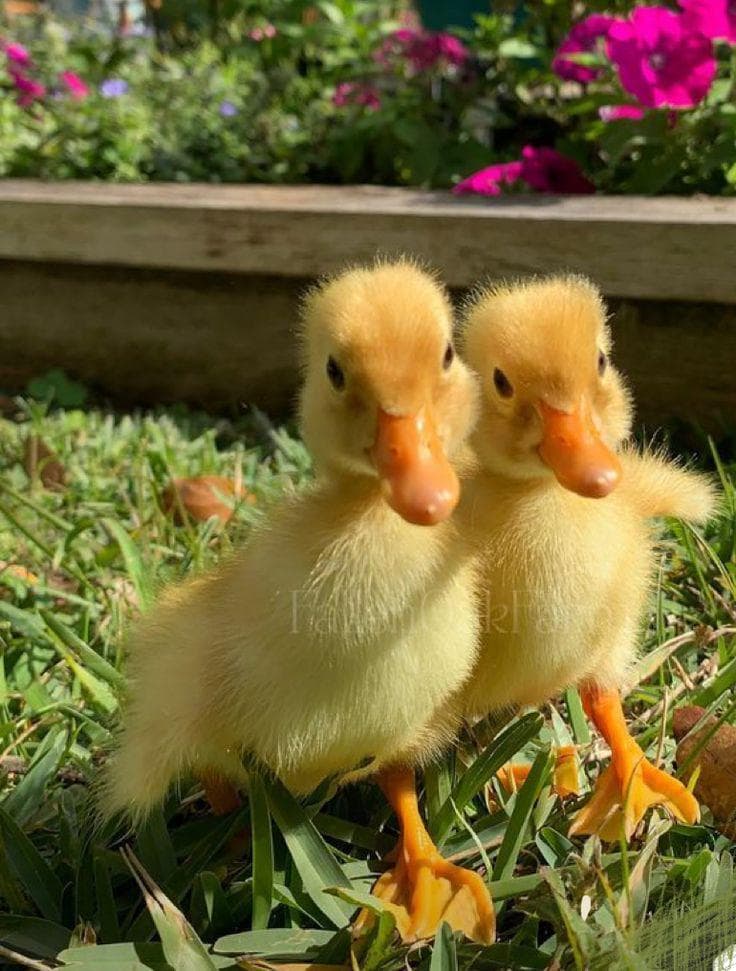 Cute Duck Art Print | Aesthetic Duck Illustration | Nursery Wall Decor | Animal Artwork | Gift for Duck Lovers - image 5