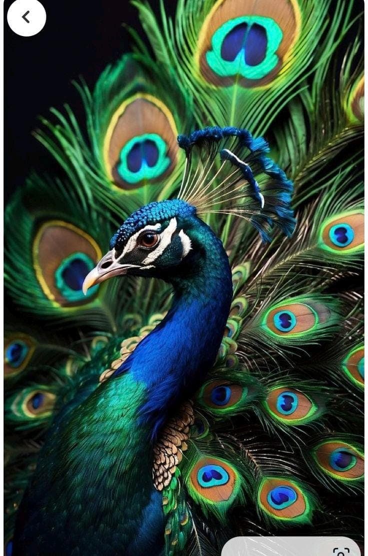 Peacock Photography Print – Colorful Wildlife Display - image 4