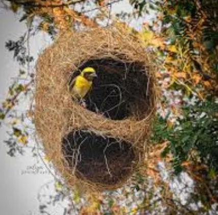 Original Abandoned Bird Nest | Natural Eco Home Decor - image 3