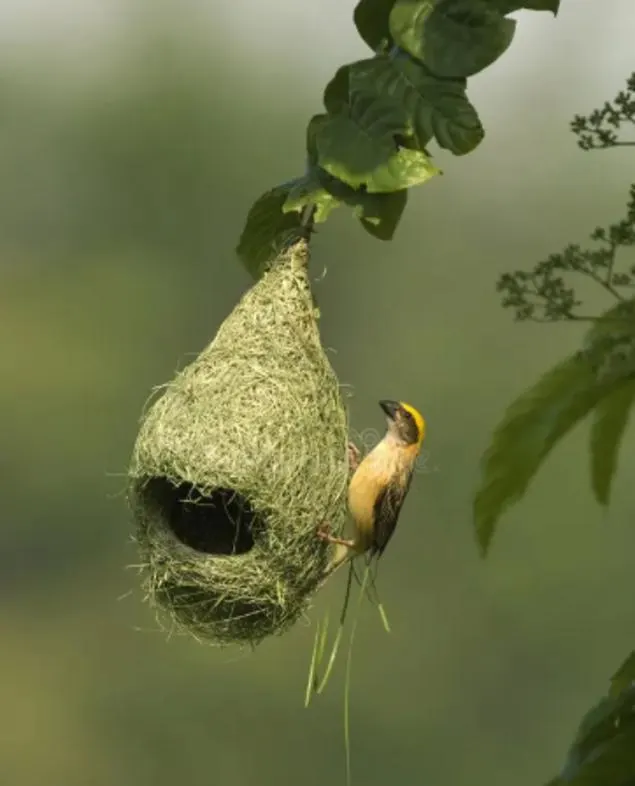 Original Abandoned Bird Nest | Natural Eco Home Decor