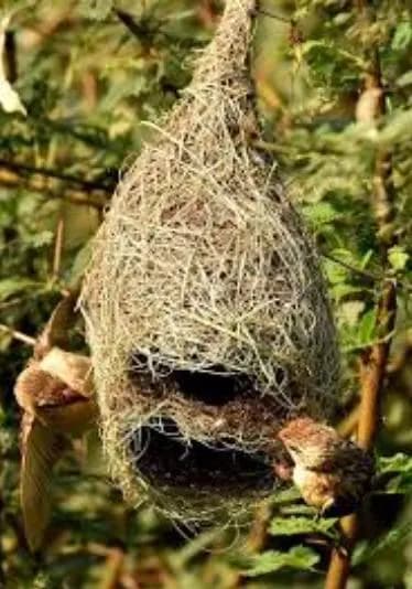 Original Abandoned Bird Nest | Natural Eco Home Decor - image 5