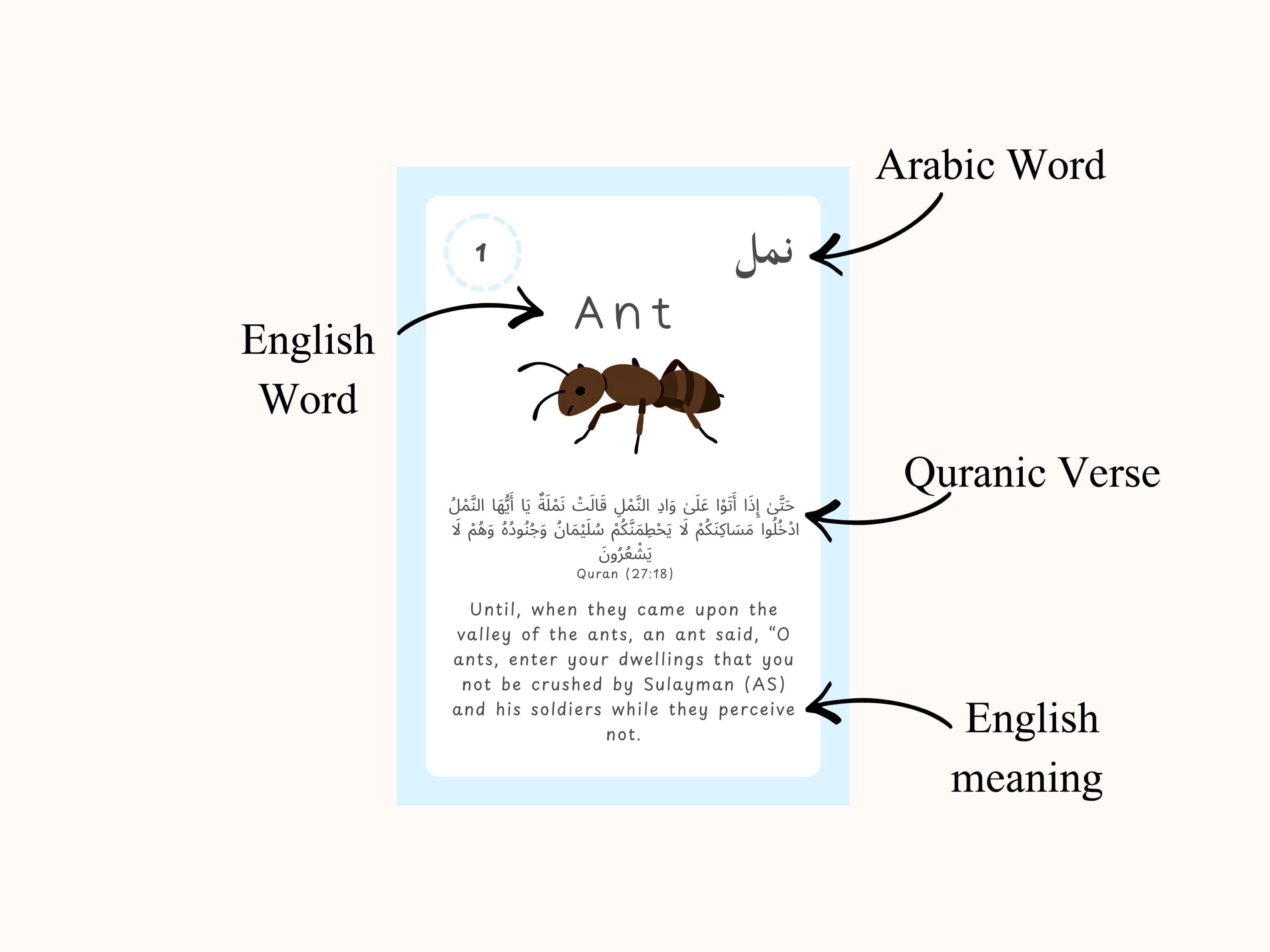 Animals in the Quran Flashcards for Kids | Islamic Learning Cards | Muslim Children Educational Resource | Arabic English Learning - image 4