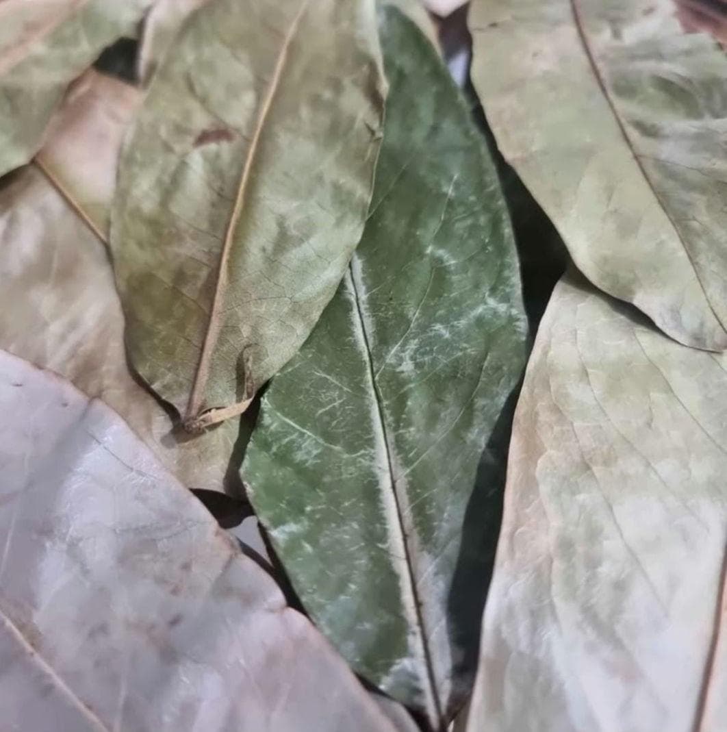 Organic Soursop whole leaves - image 4