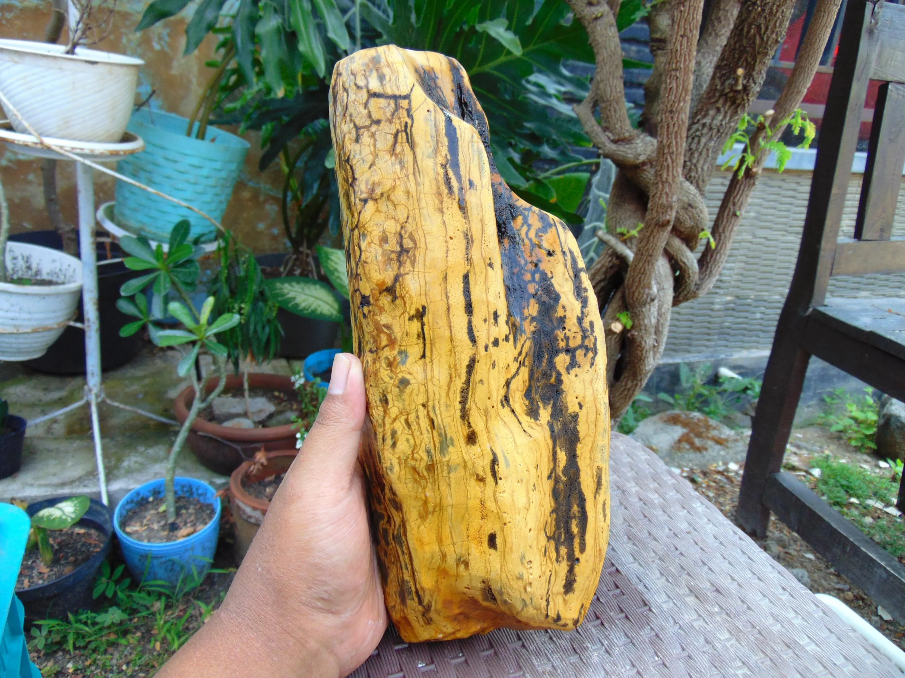 1037 gram 270x110x70 mm Full Polished Indonesia Yellow  Cream Amber 26KX32 - image 3