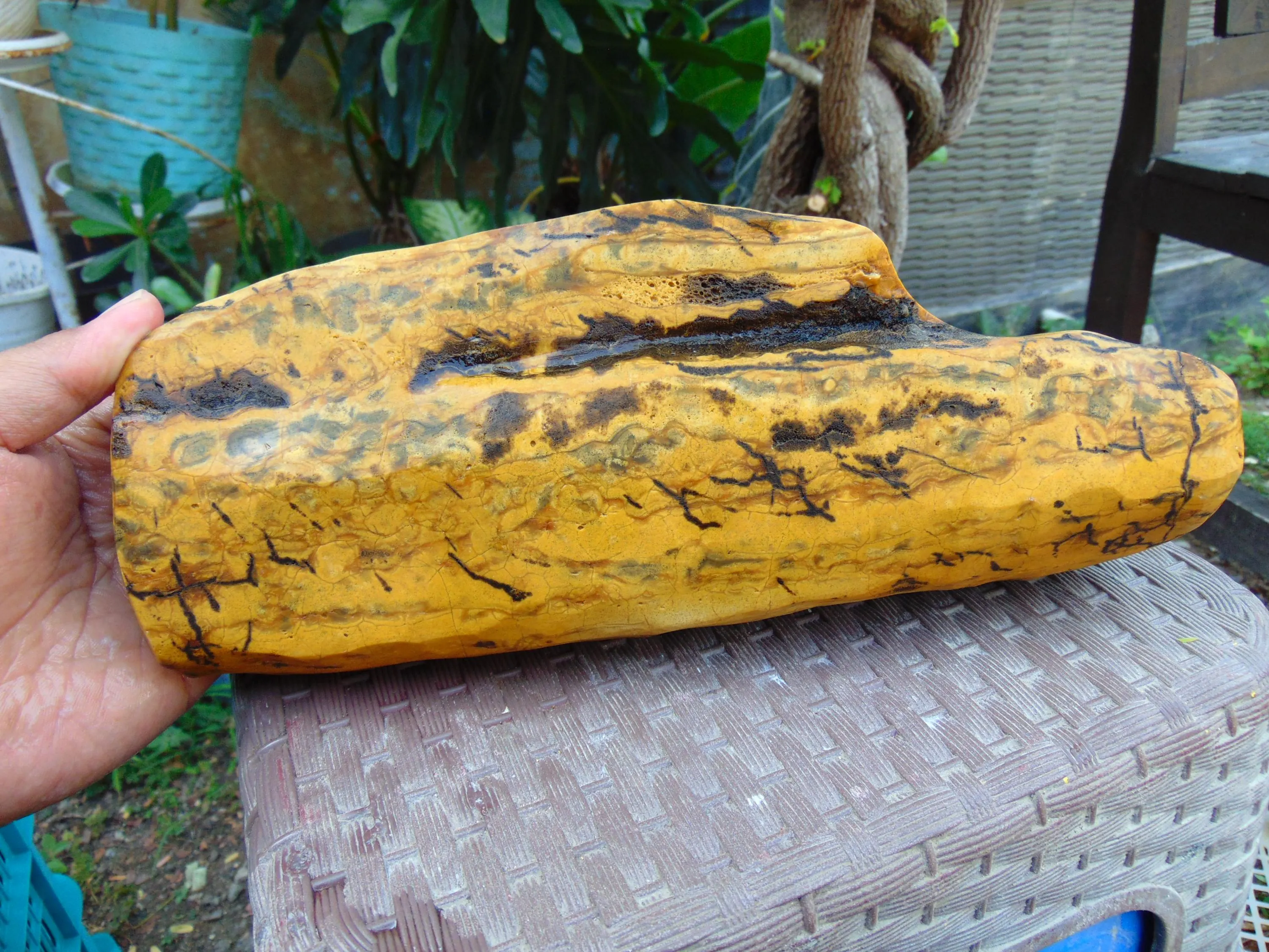 1037 gram 270x110x70 mm Full Polished Indonesia Yellow  Cream Amber 26KX32 - image 5