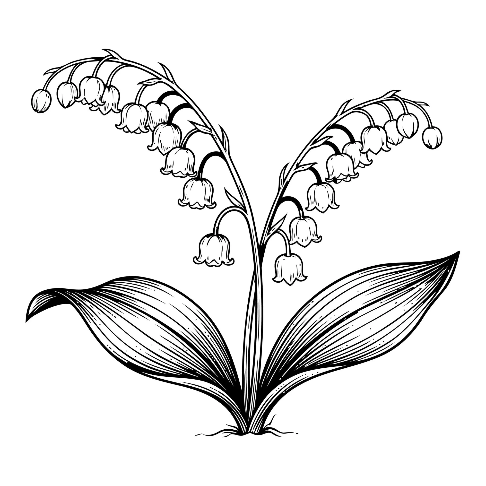 Lily of the Valley Svg, May Birth Flower Lily of the Valley Svg, Birth Month Clipart, Silhouette, Instant Download