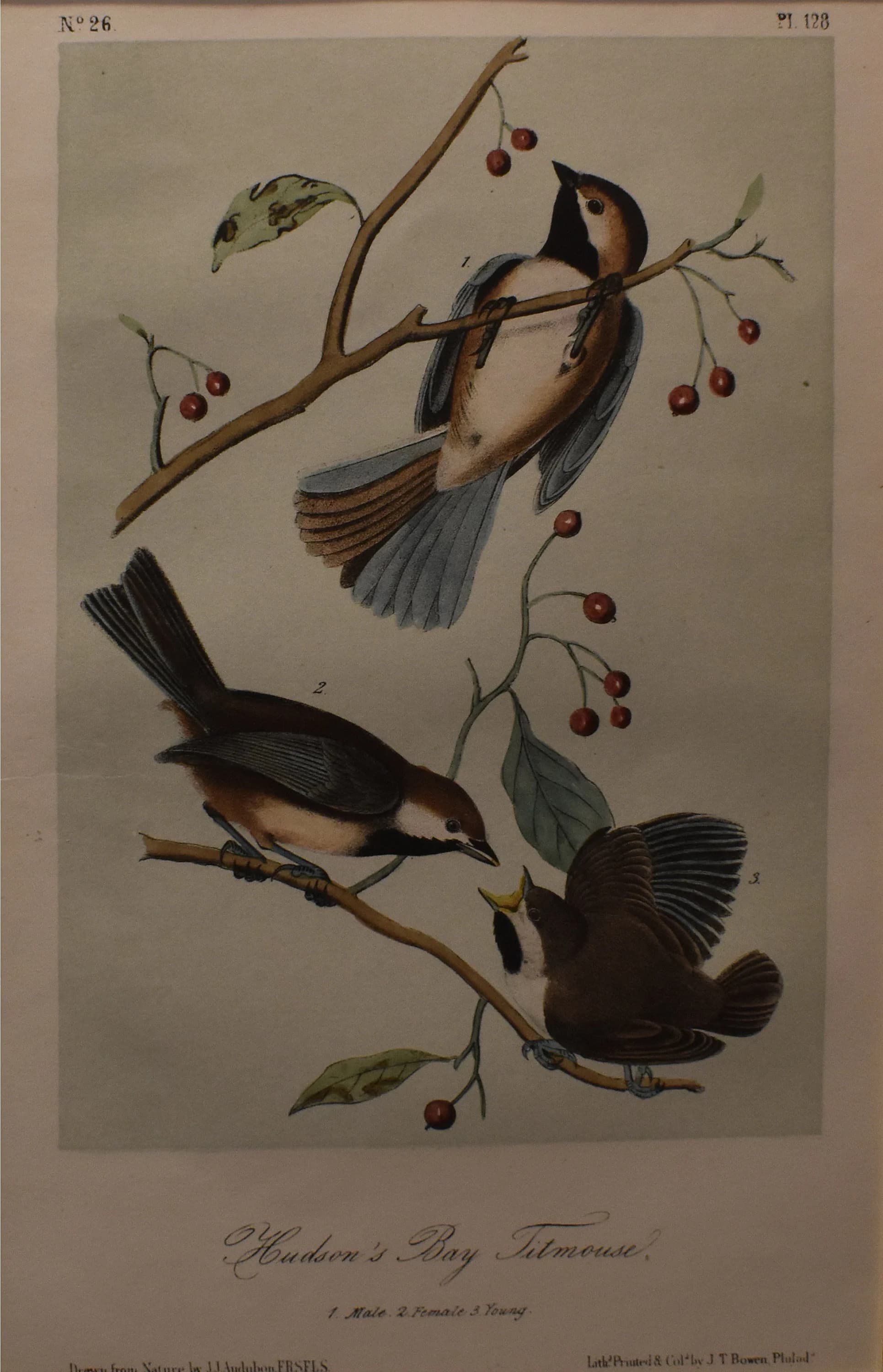 vintage Chickadee Audubon bird print color stone lithograph Hudson bay titmouse Lockwood edition ca 1870
