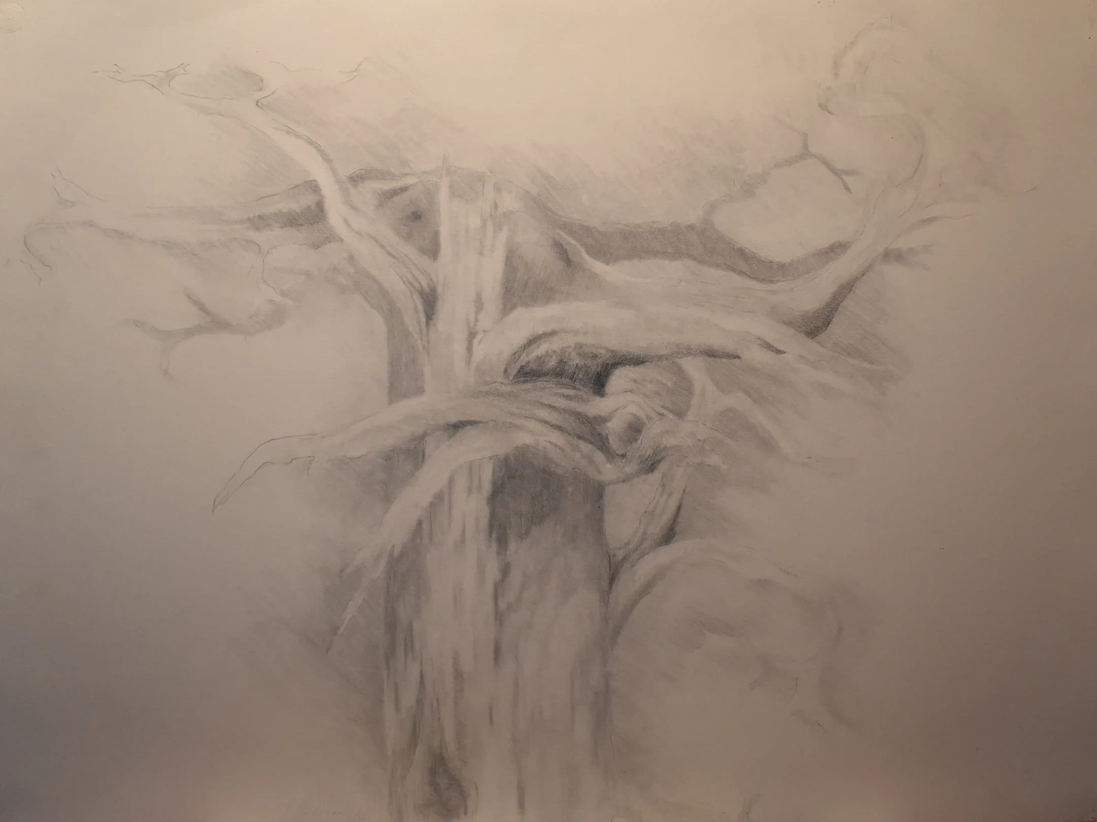vintage abstract drawing of tree trunk artist signed