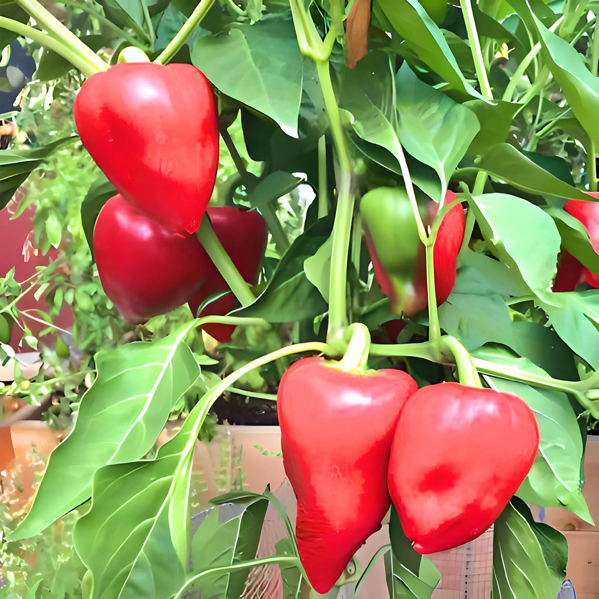 Pimento, Sweet Pepper Seeds: Heirloom, Heart-Shaped Red (Non-GMO)