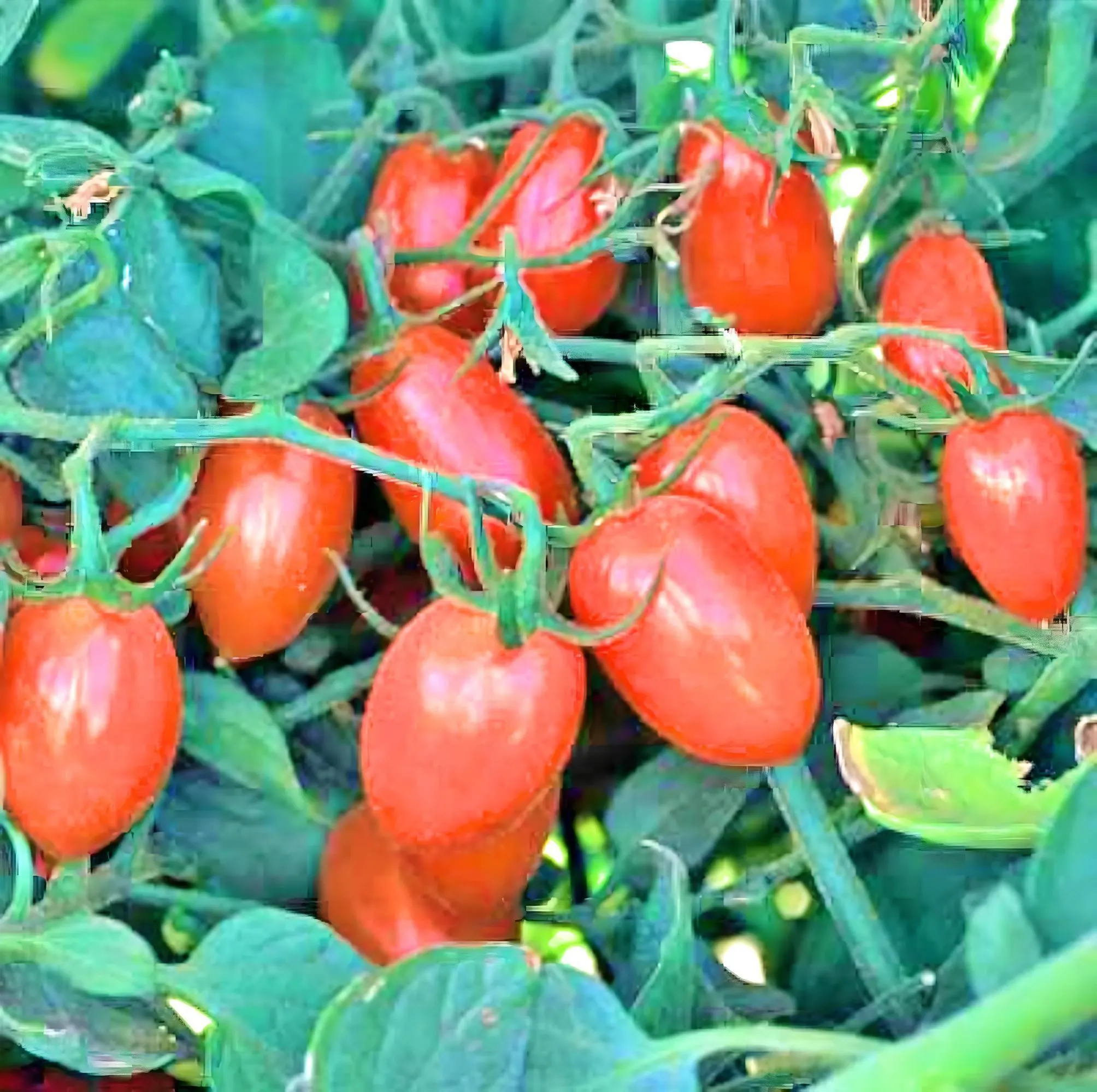 Baby Roma, Heirloom Tomato Seeds: Grown to Organic Standards Open Pollinated Non-GMO