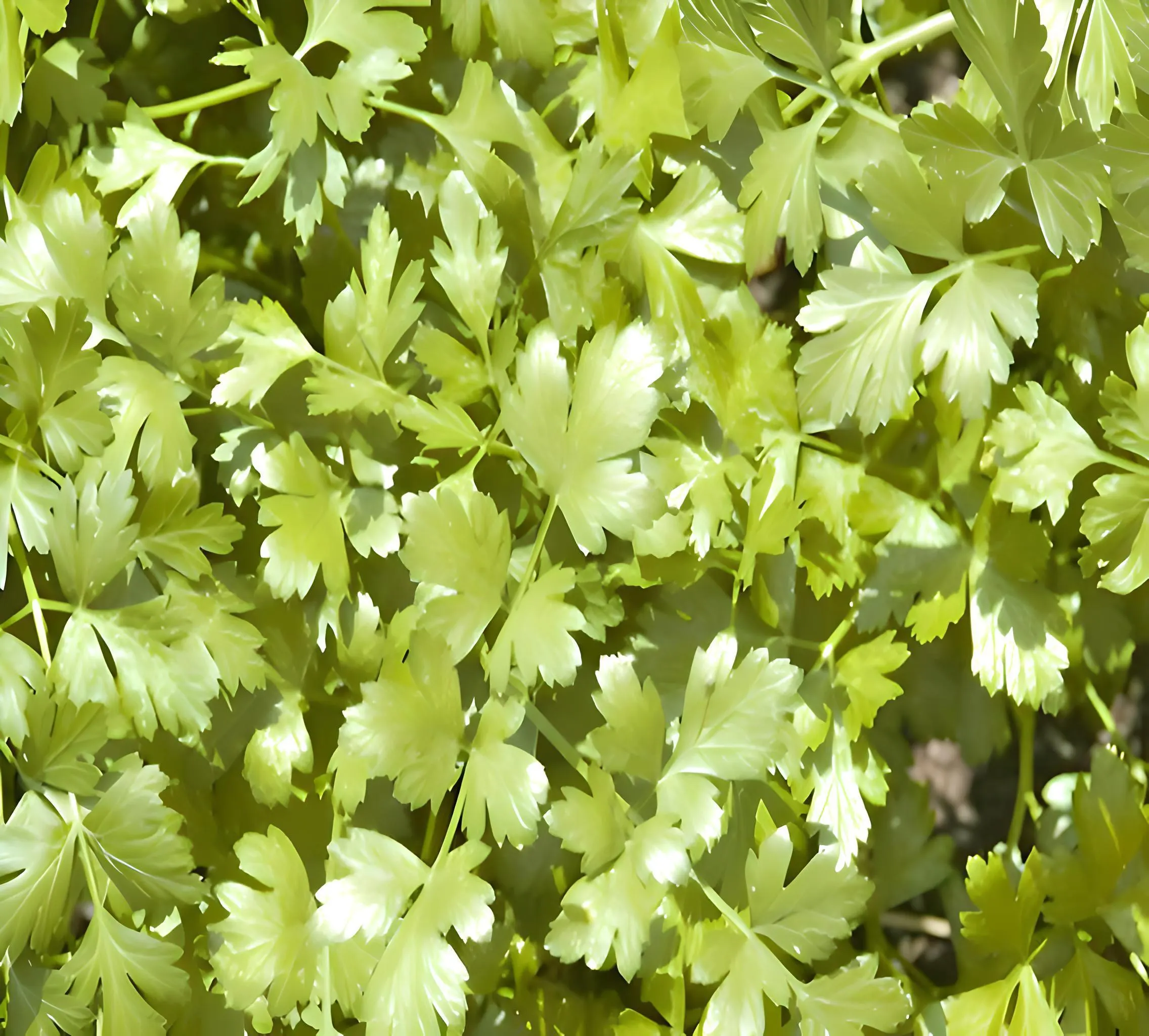 Slow Bolt Cilantro Seeds: Culinary Herb for Fresh Flavor