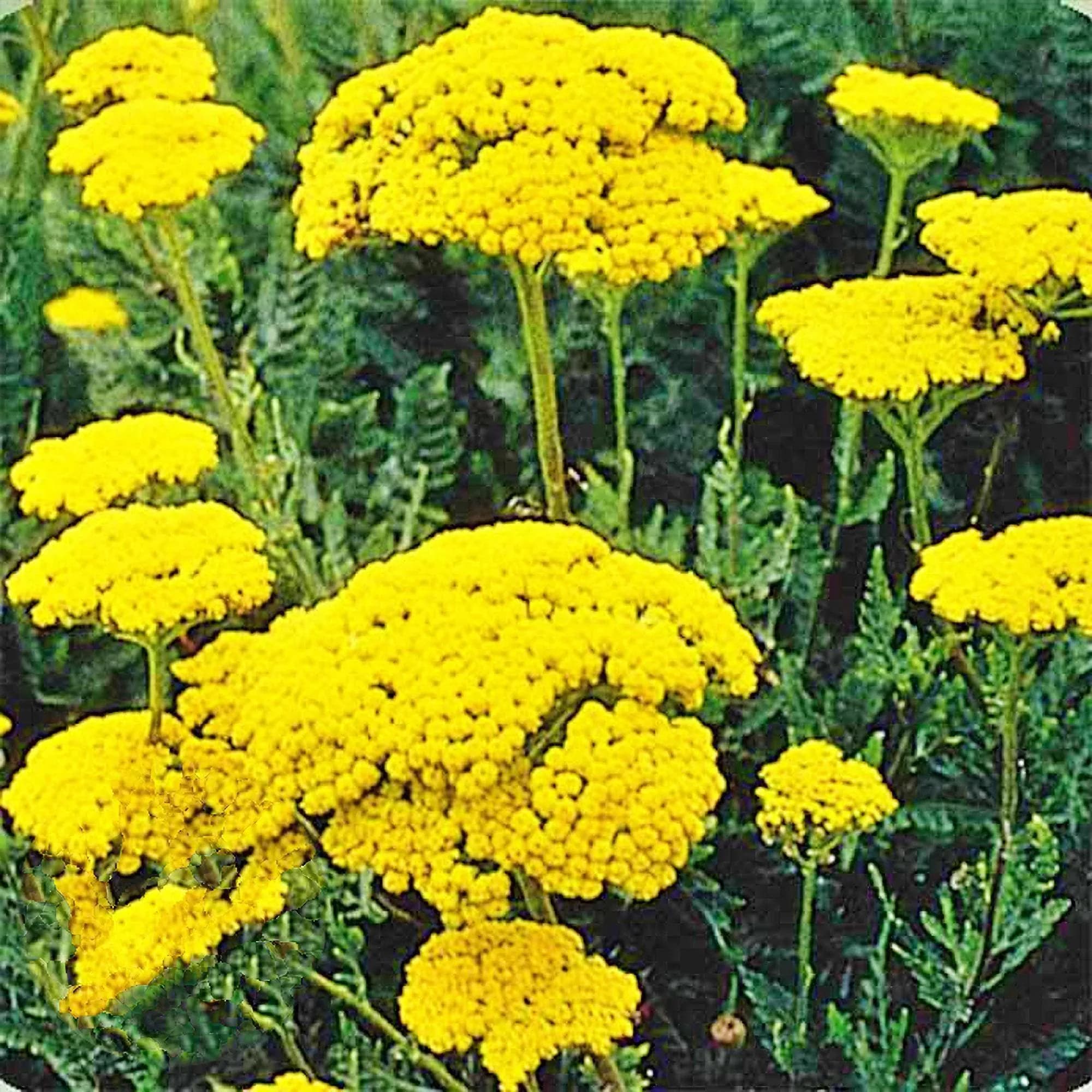 Golden Yarrow, Heirloom Seeds: Medicinal Herb, Open Pollinated, Non-GMO