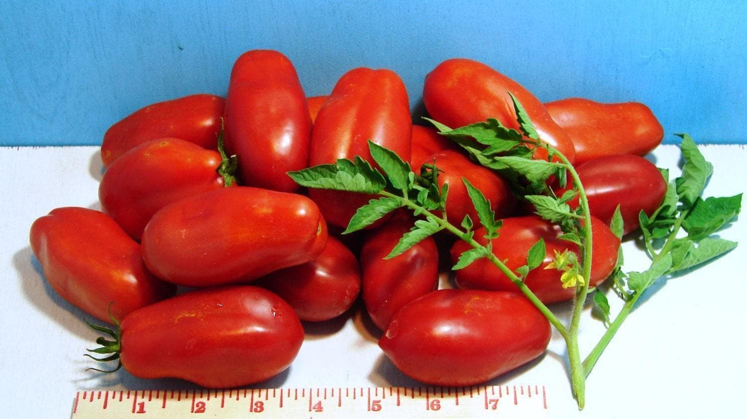 San Marzano Paste, Heirloom Tomato Seeds: (Indeterminate) Open Pollinated Garden Non-GMO