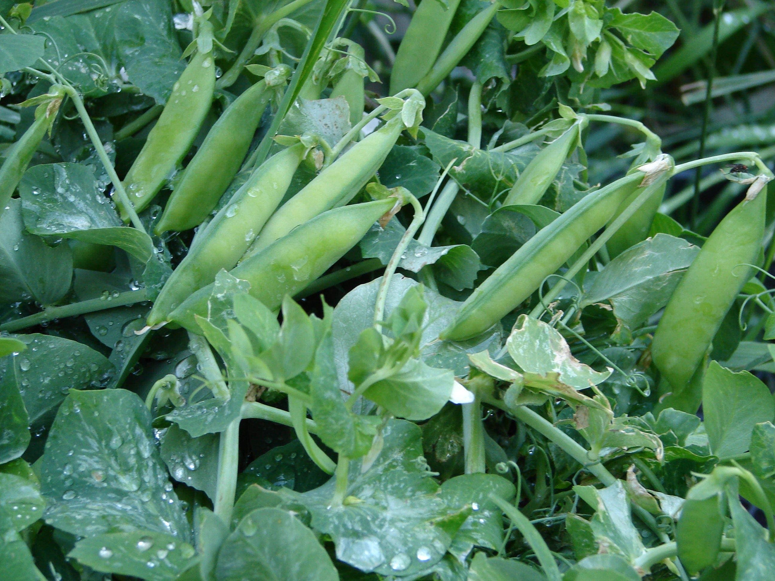 Alaska Heirloom Pea Seeds: Sweet Tender Pods (Non-GMO, Open Pollinated)