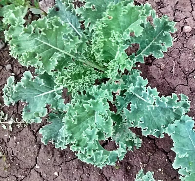 Dwarf Siberian Kale Seeds: Heirloom, Open Pollinated, Non-GMO