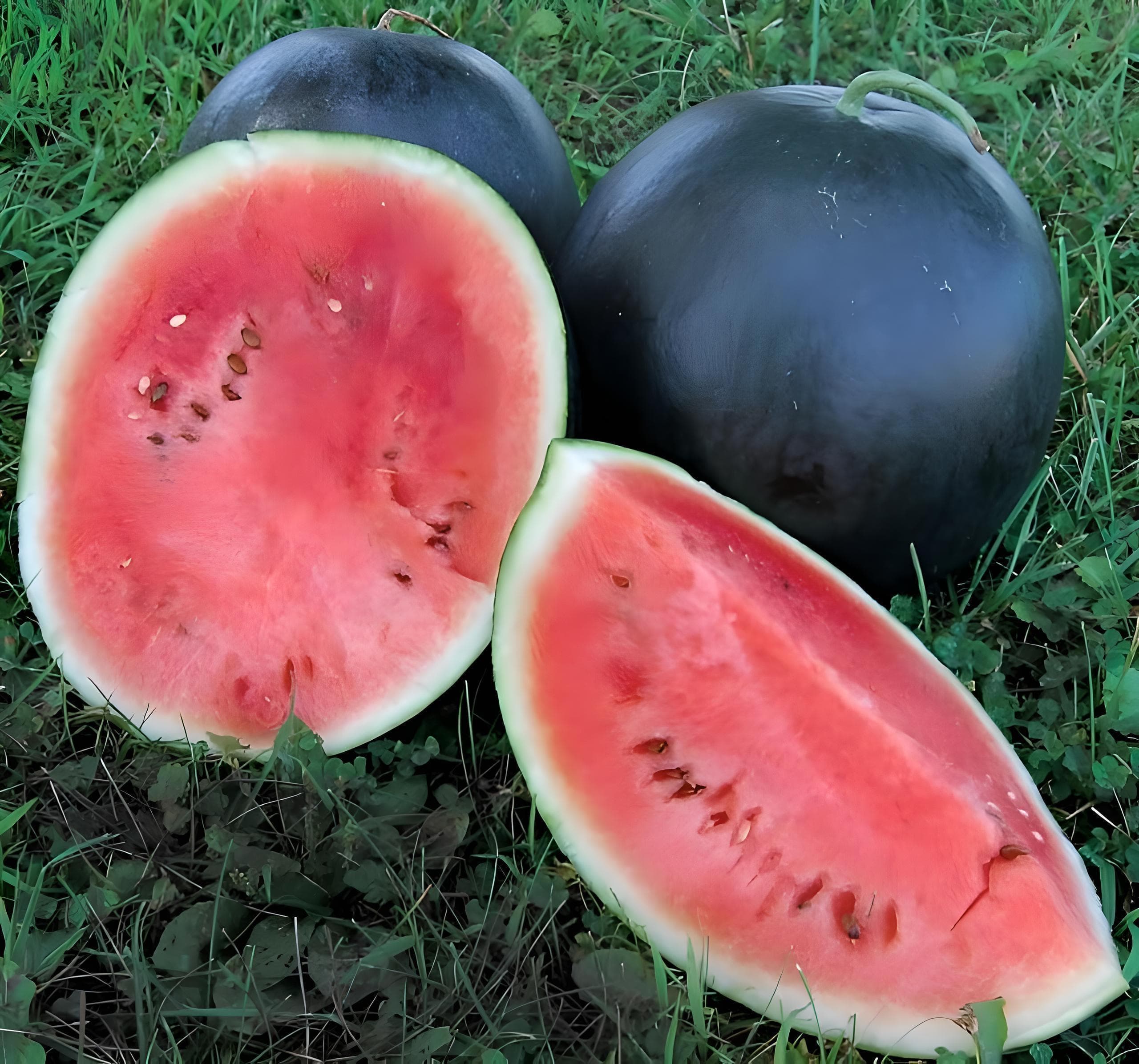 Blacktail Mountain, Watermelon Seeds: Heirloom Sweet Melon Open Pollinated Non-Gmo