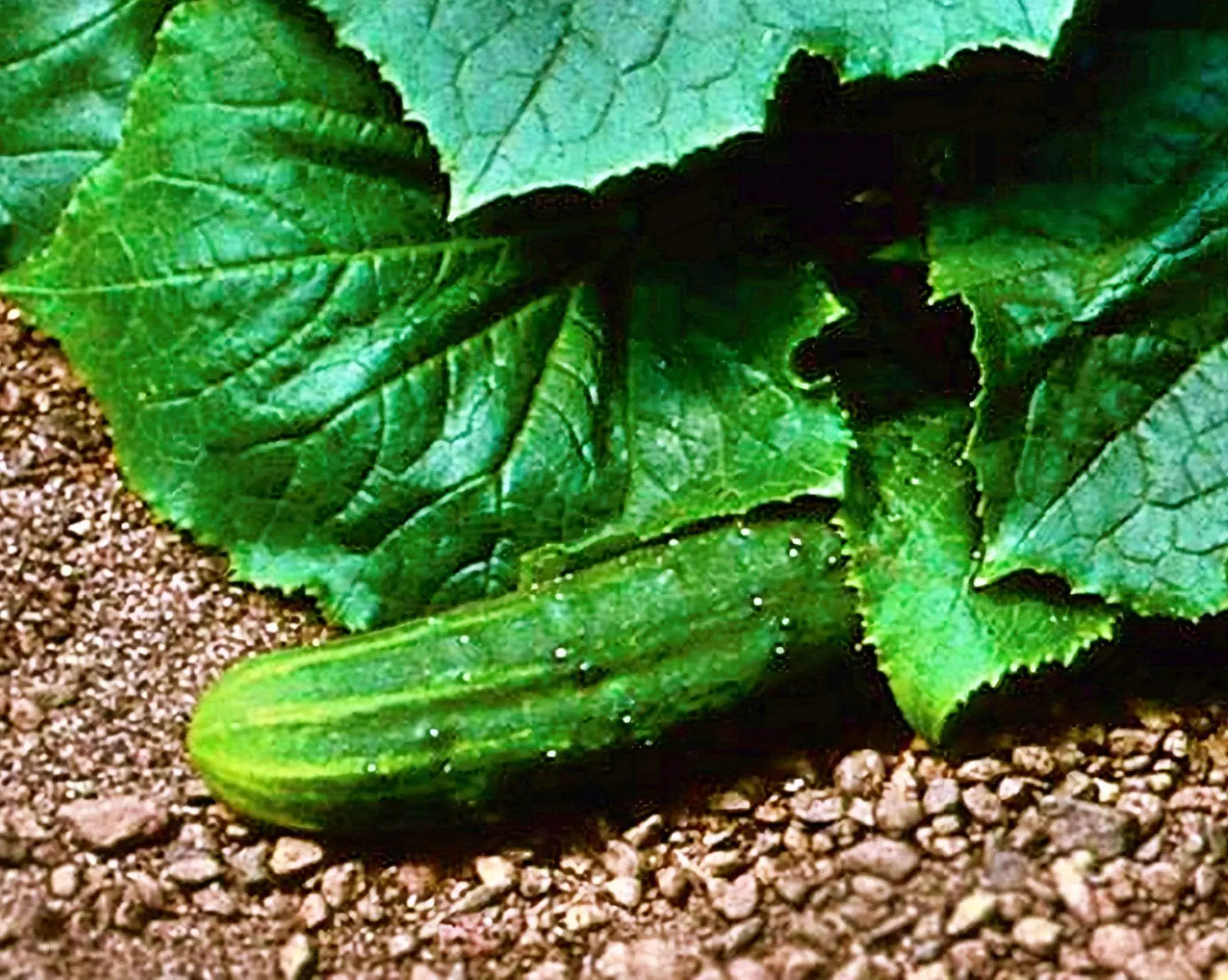 Cucumber Seeds: Bush Crop Heirloom Non-GMO, Compact Vines