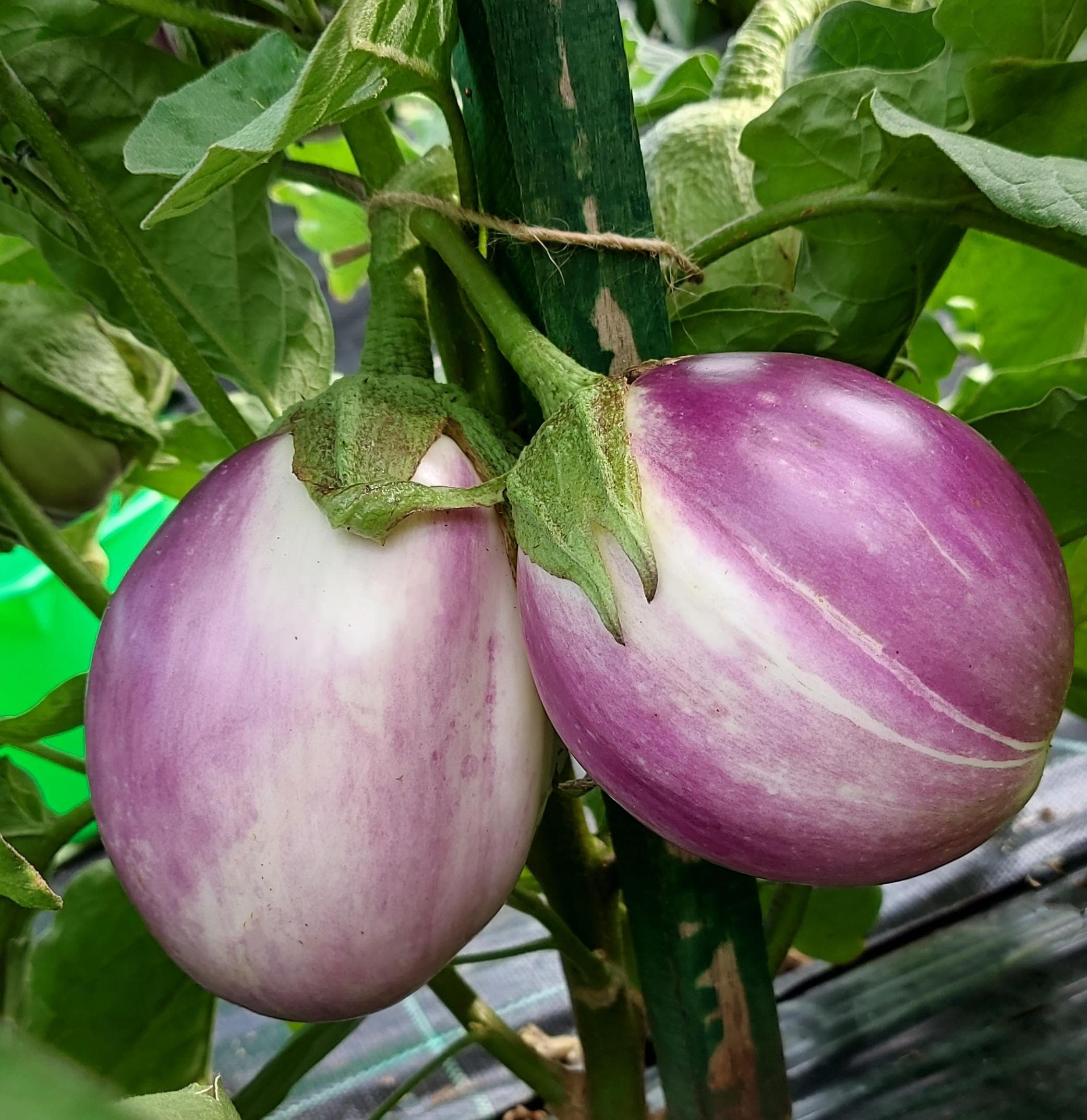 Italian Rosa Bianca, Eggplant Seeds: Heirloom, pink-and-white Non-GMO, Open Pollinated)