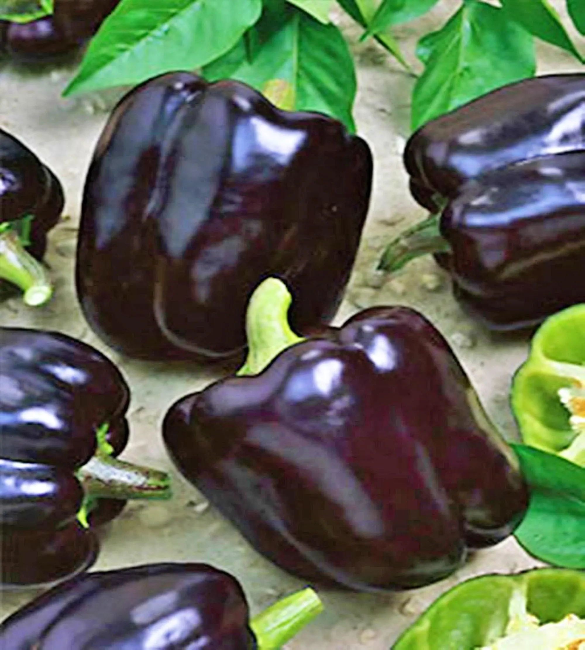 Midnight Dreams Bell, Sweet Pepper Seeds: Heirloom, Non-GMO