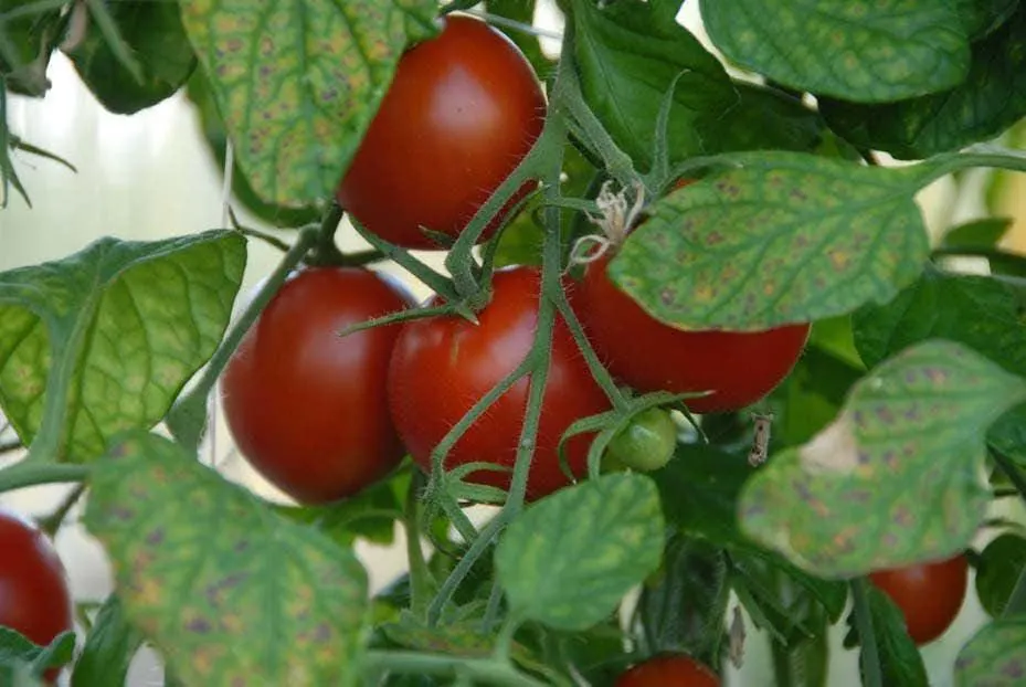 Polar Star Tomato Seeds: Heirloom, Cold Hardy - Open Pollinated