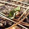 BoxGardenSeedsLLC