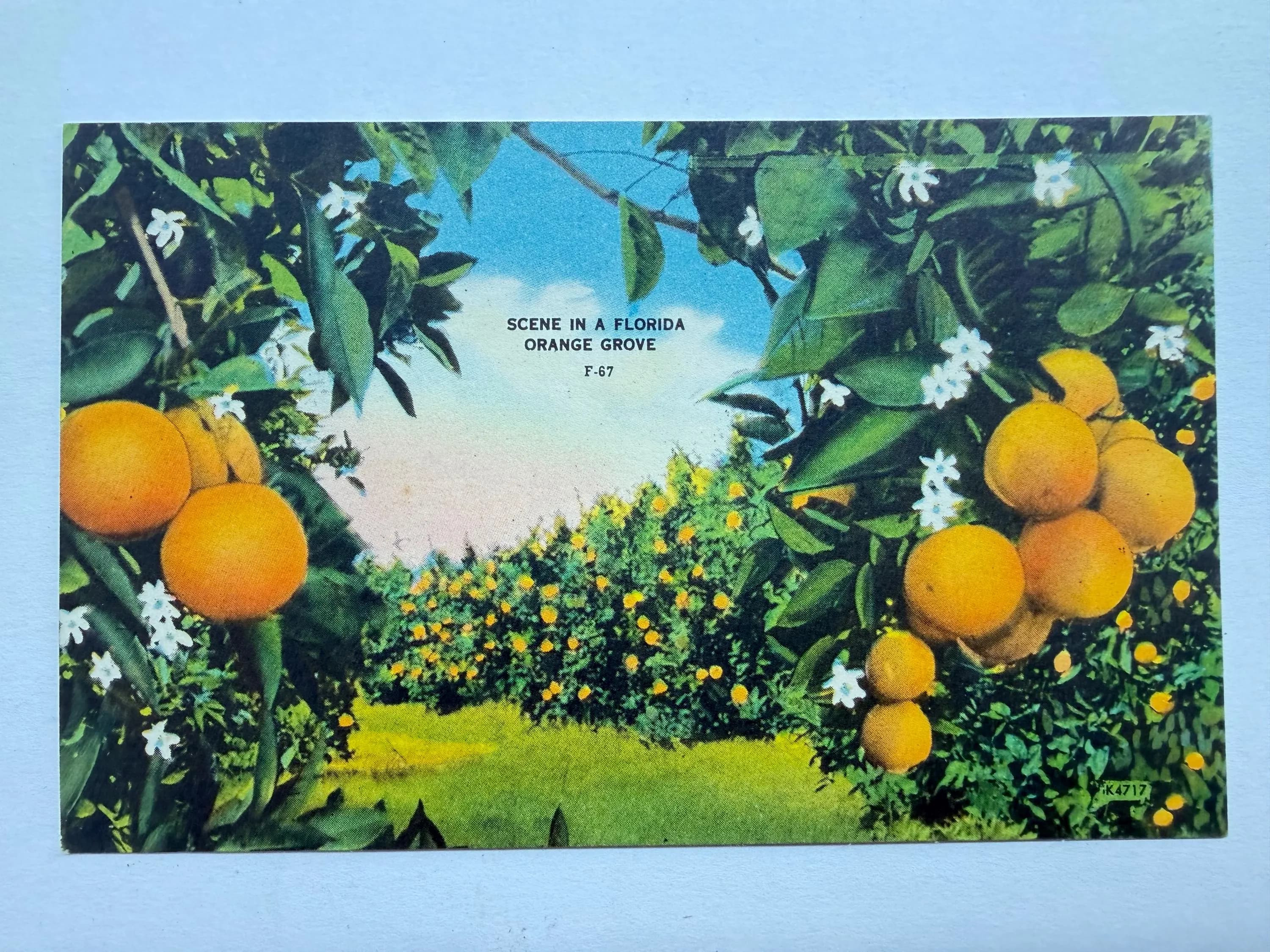 Scene In A Florida Orange Grove, Florida, Vintage Linen Postcard