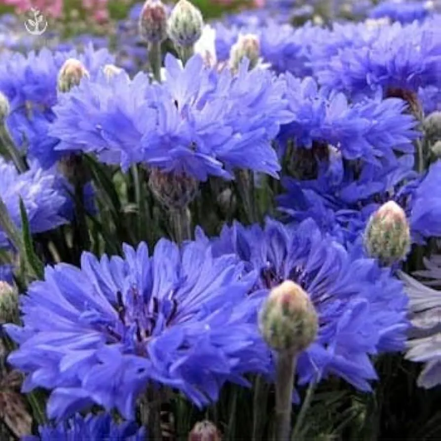 Cornflower Blue Bachelors Button Flower Seeds (Centaurea Cyanus Dwarf) 50+Seeds - image 3