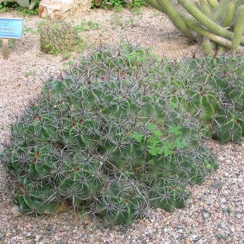 Clustering Barrel Cactus Seeds (Ferocactus robustus) 20+Seeds - image 3