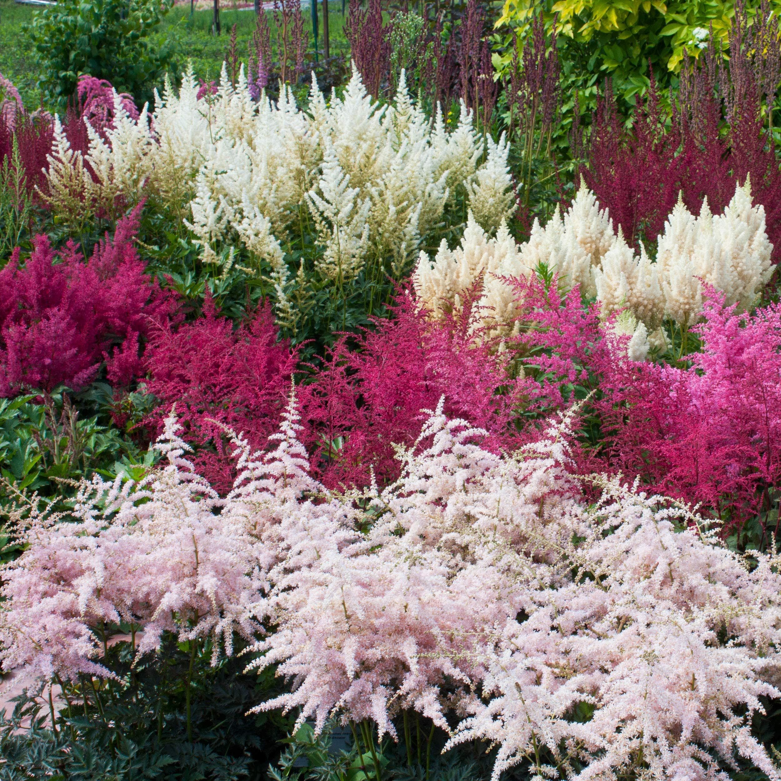 Astilbe Bunter Mix Flower Seeds (Astilbe Arendsii) 50+Seeds
