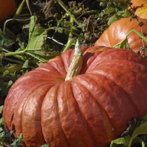 Cinderella Pumpkin Vine Seeds (ROUGE VIF D'ETAMPES) 10+Seeds - image 3