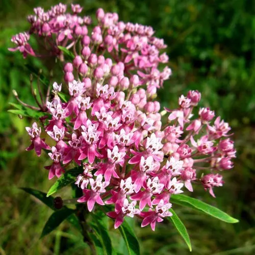 Swamp Milkweed Rose Flower Seeds (Asclepias Incarnata) 25+Seeds - image 2