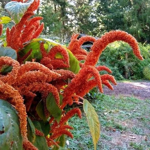 Amaranthus Hot Biscuits Seeds (Amaranthus Cruentus) 50+ Seeds - image 2