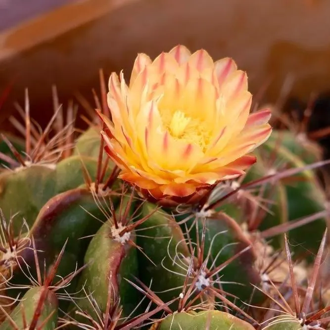 Clustering Barrel Cactus Seeds (Ferocactus robustus) 20+Seeds