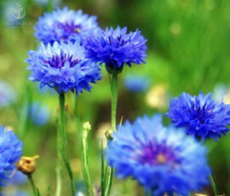 Cornflower Blue Bachelors Button Flower Seeds (Centaurea Cyanus Dwarf) 50+Seeds